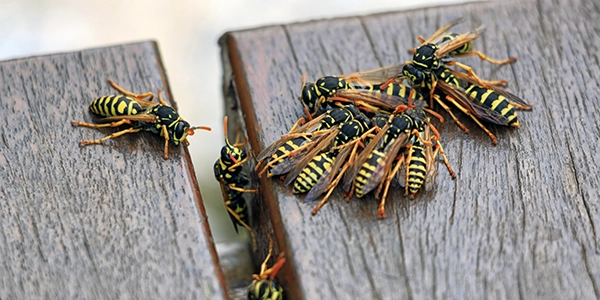 a group of wasps on a piece of wood