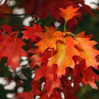 orange leaves on a tree