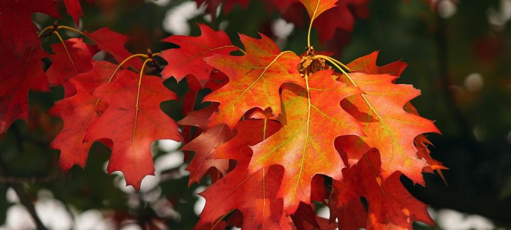 orange leaves on a tree