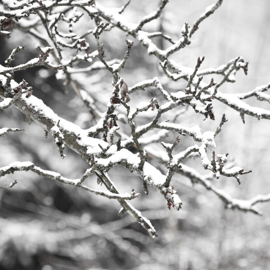 a winter tree