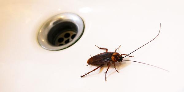 a cockroach in a sink