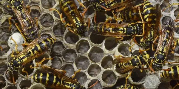 wasps on a hive